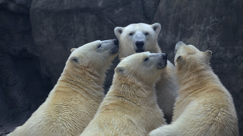 Familia de osos polares